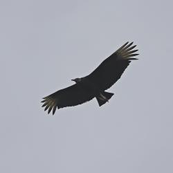 Foto Jote Cabeza Negra