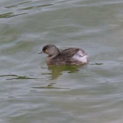 Foto Macá Gris