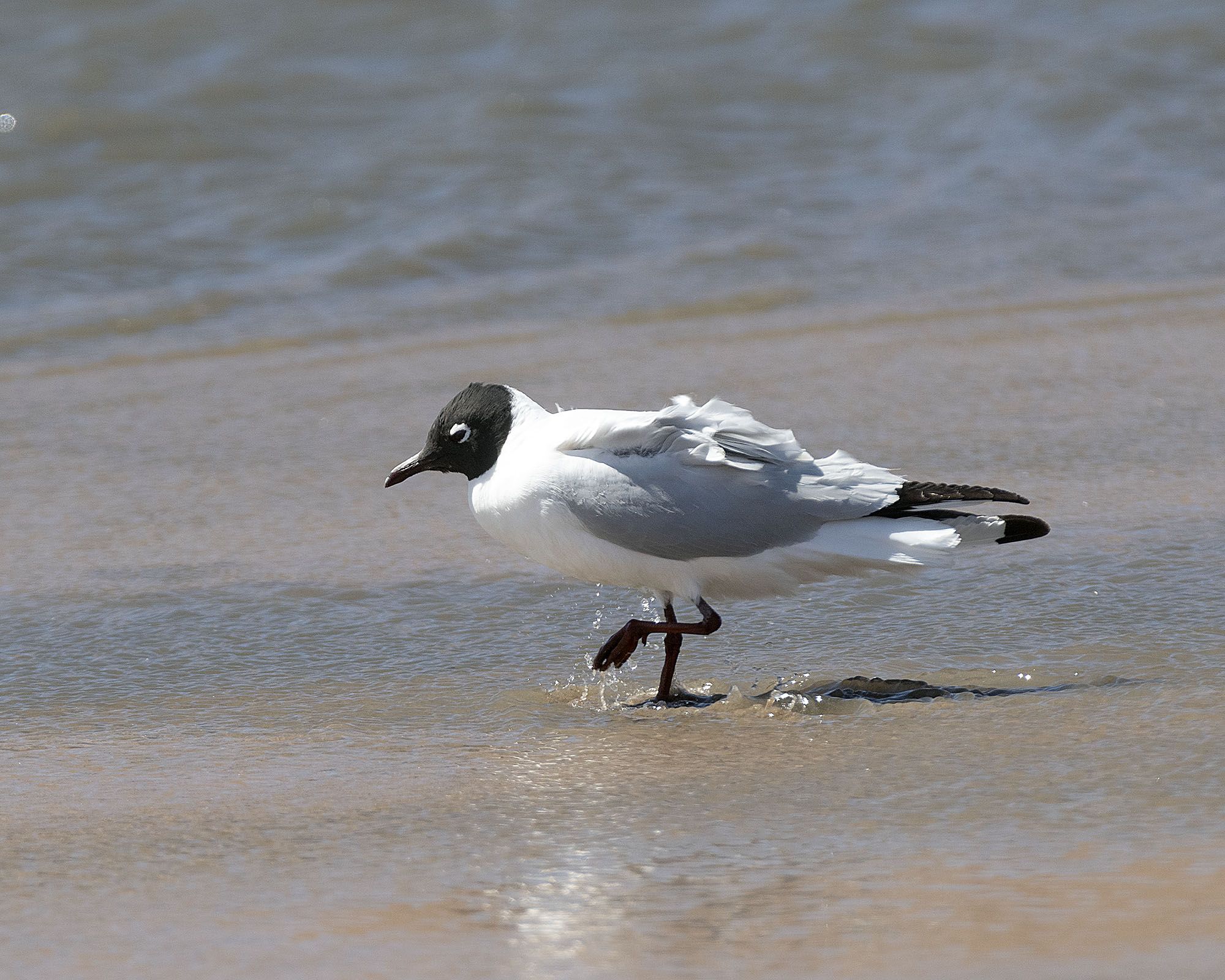 Foto Gaviota Andina