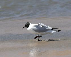 Photo Gaviota Andina