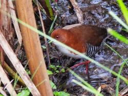 Foto Red-and-white Crake