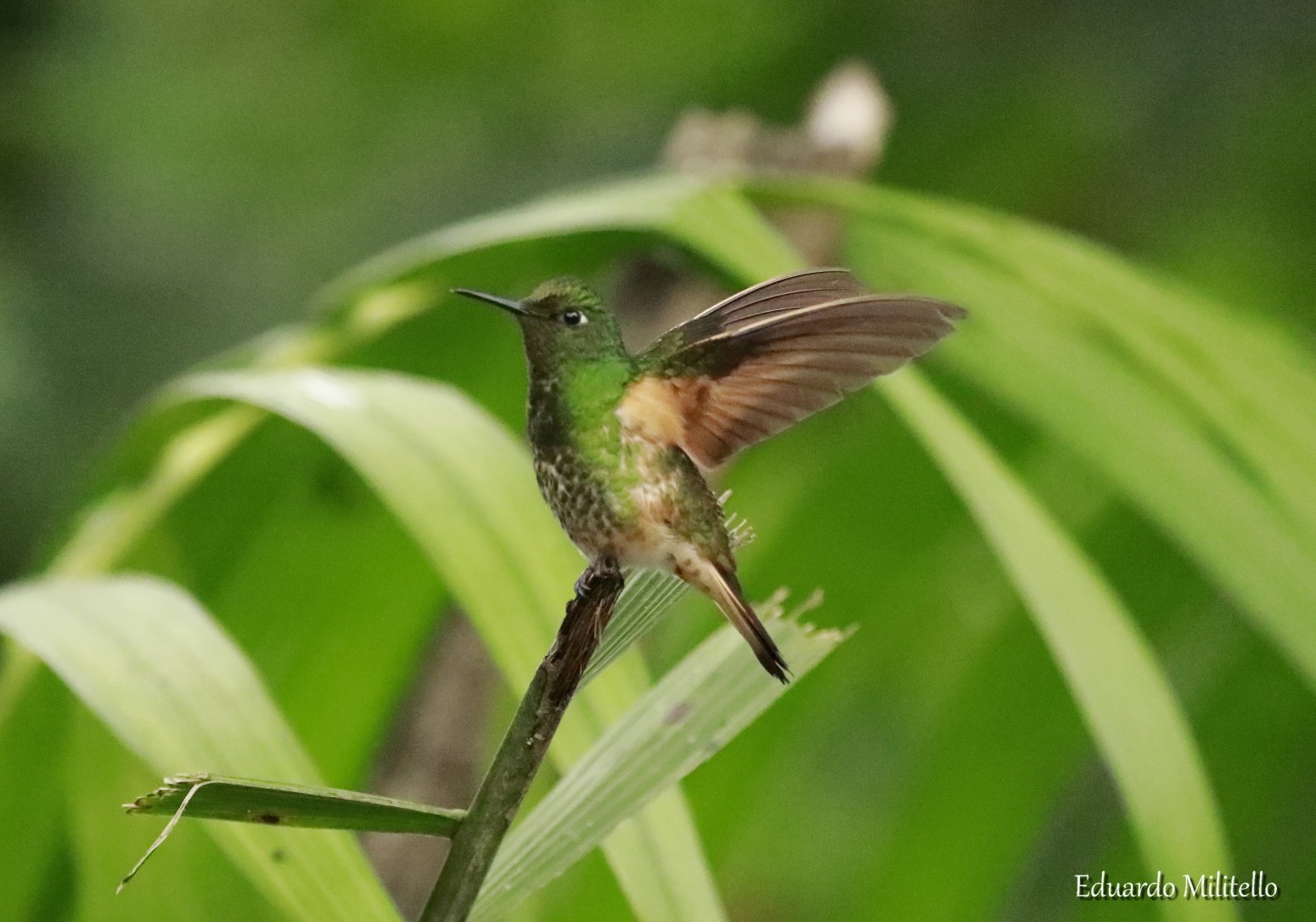 Photo Colibrí Colihabano