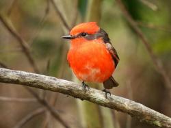 Foto Vermilion Flycatcher