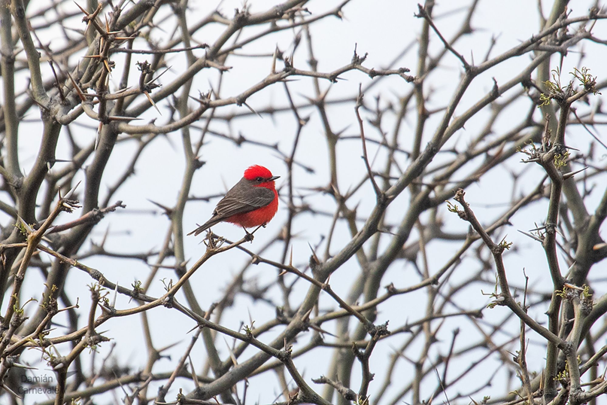 Vermilion Flycatcher (Pyrocephalus rubinus)