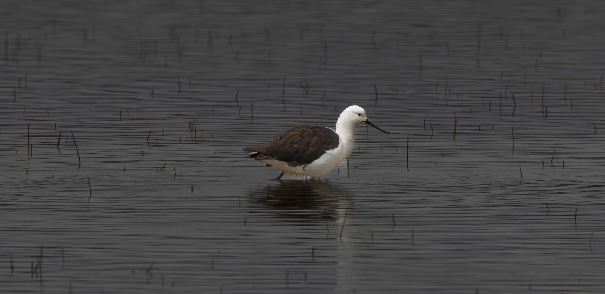 Photo Avoceta Andina