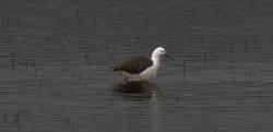 Foto Avoceta Andina