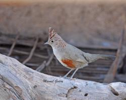 Foto Gallito Copetón