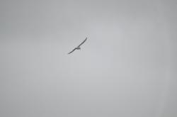 Foto Gaviotín Lagunero