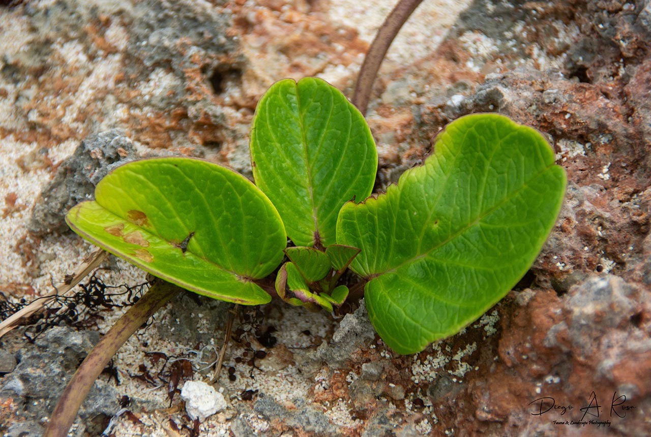 Foto Bejuco De Mar
