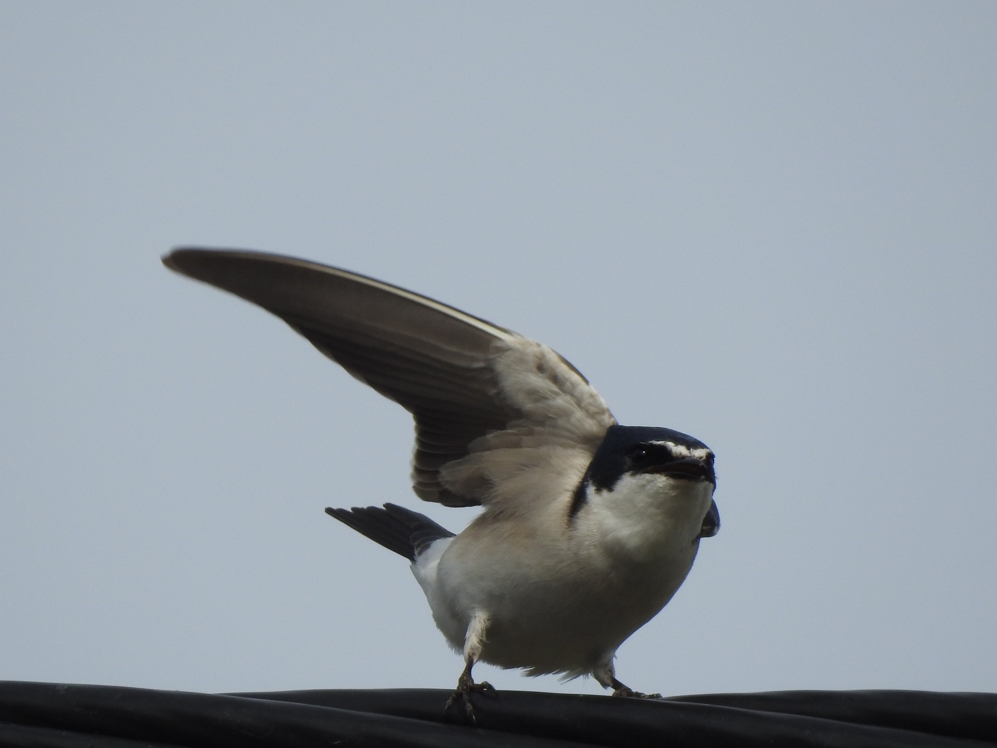 Photo Golondrina Ceja Blanca