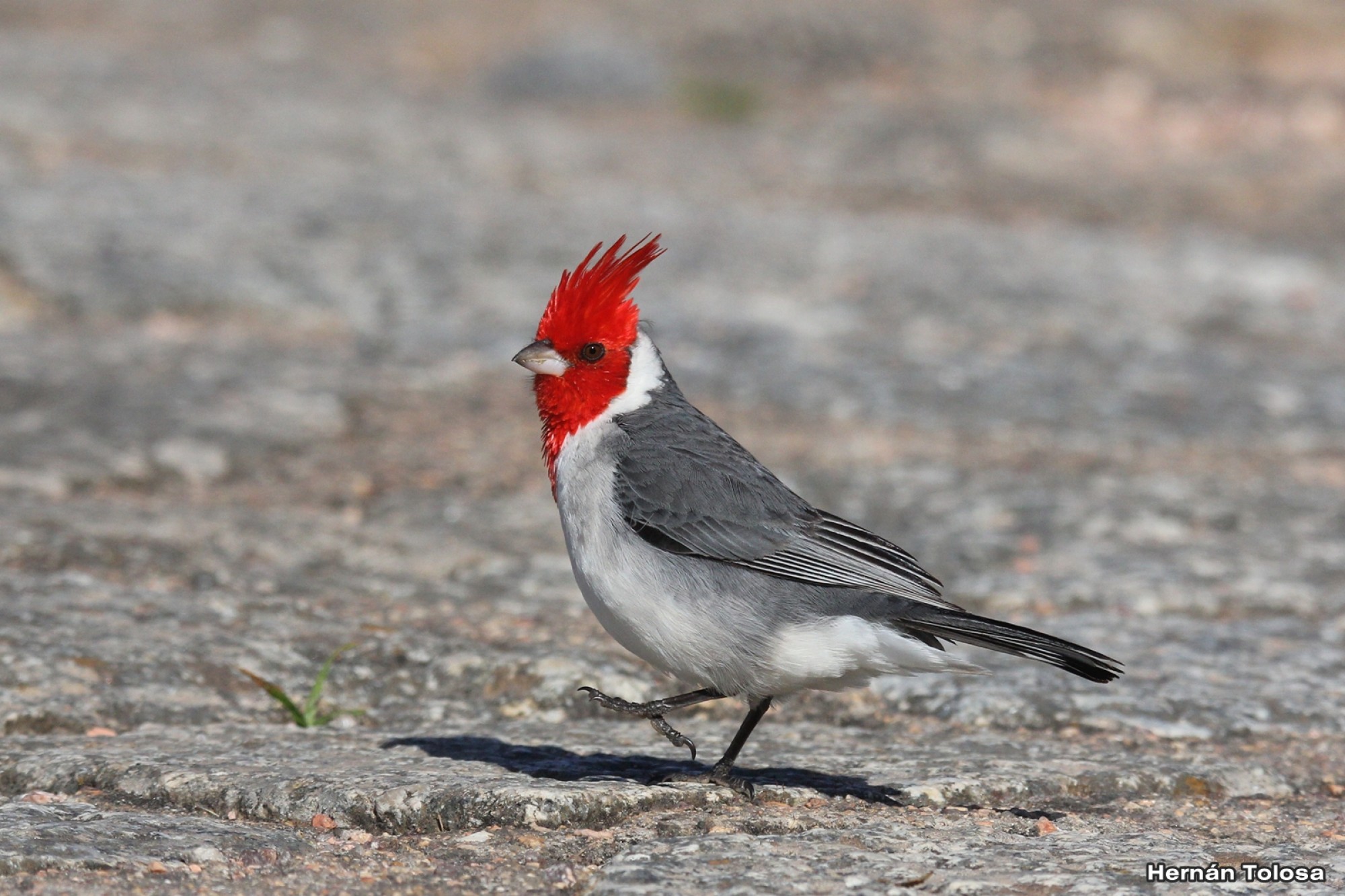 Foto Cardenal Común