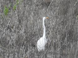 Foto Garza Blanca
