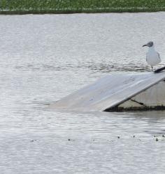 Foto Gaviota Capucho Gris