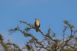 Photo Calandria Grande