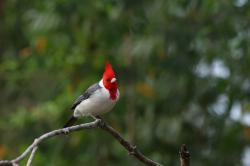 Photo Cardenal Común
