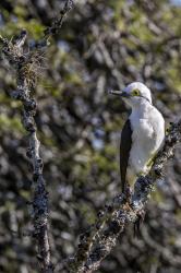 Foto Carpintero Blanco