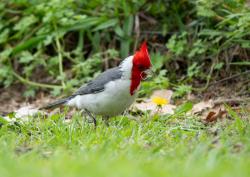 Photo Cardenal Común