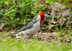Photo Cardenal Común