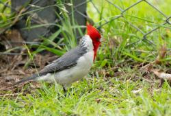 Photo Cardenal Común