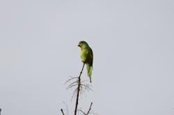 Foto Catita Chirirí