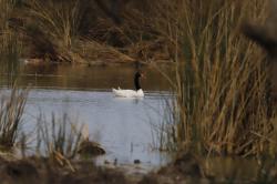 Foto Cisne Cuello Negro