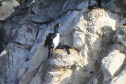 Photo Cormorán Cuello Negro