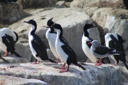 Foto Cormorán Imperial