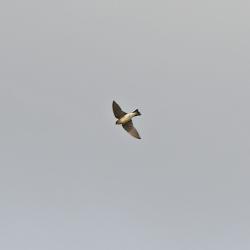 Foto Golondrina Cabeza Rojiza
