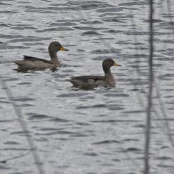 Foto Pato Barcino