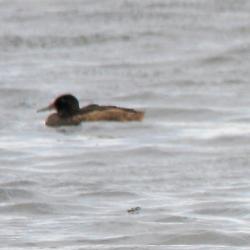 Foto Pato Cabeza Negra