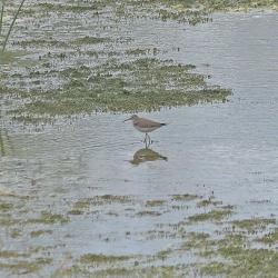 Photo Pitotoy Solitario