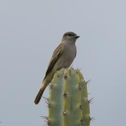 Foto Tuquito Gris