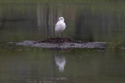 Foto Gaviota Andina