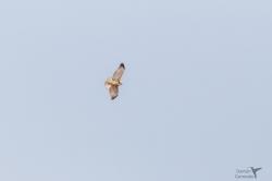 Photo Aguilucho Común