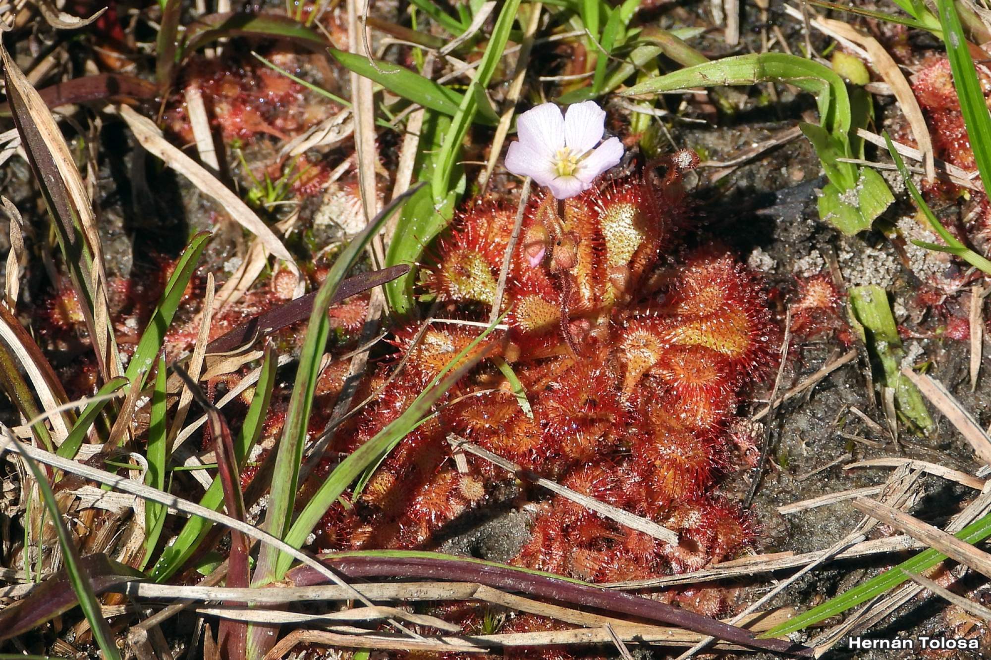 Photo Drosera