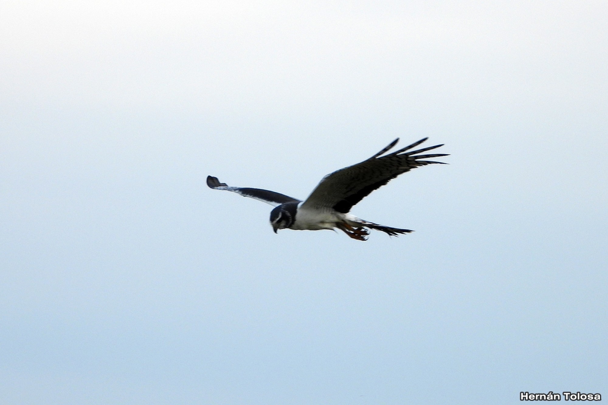 Foto Gavilán Planeador