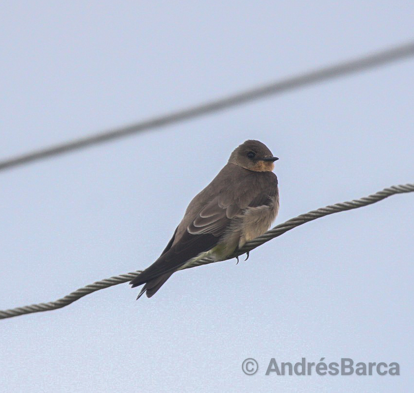 Foto Golondrina Ribereña
