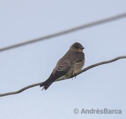 Foto Golondrina Ribereña