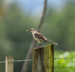 Foto Calandria Grande