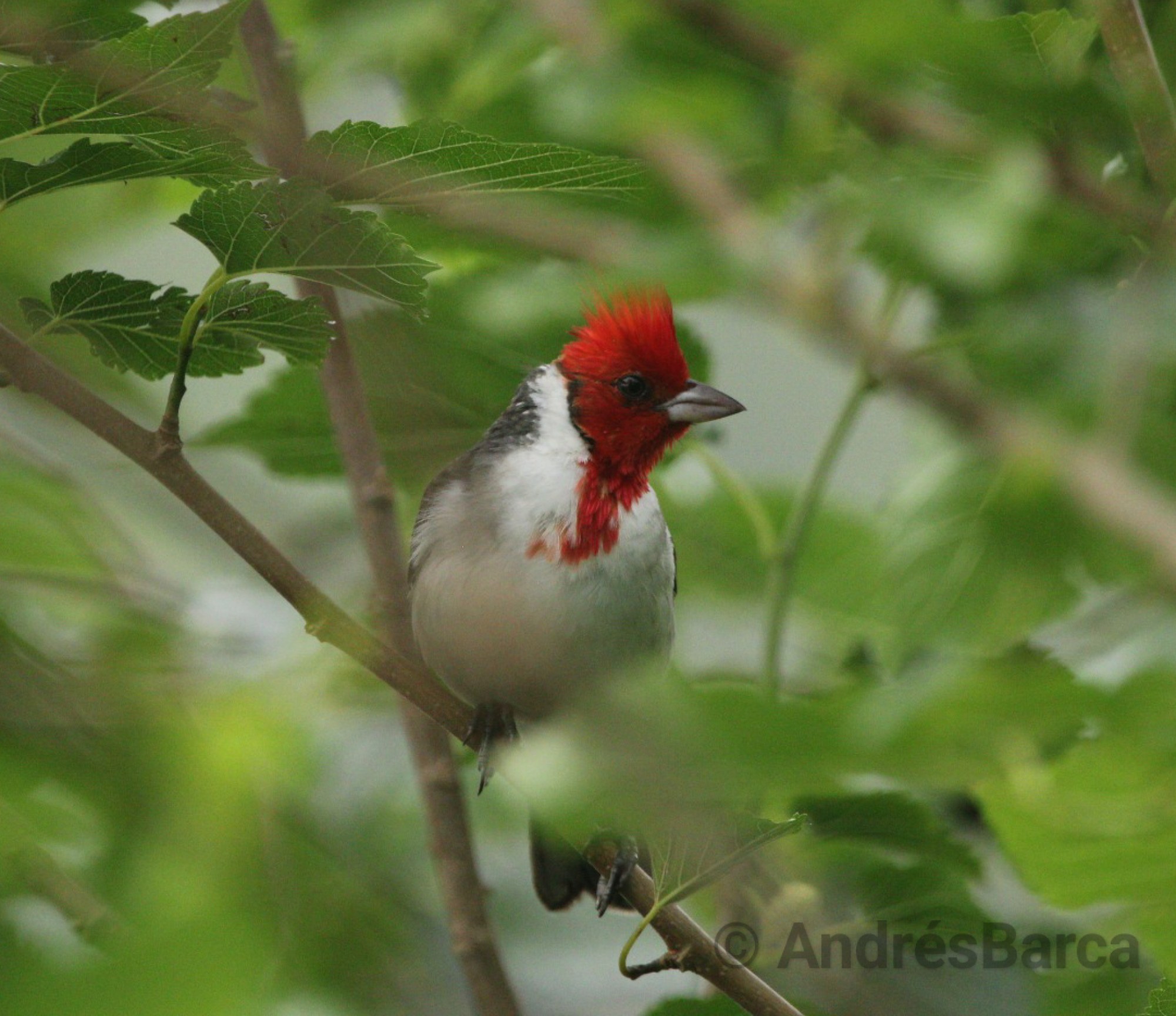 Photo Cardenal Común