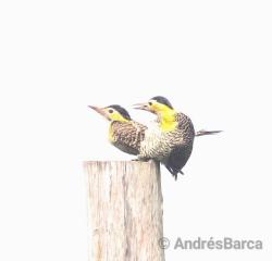 Photo Carpintero Campestre