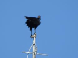 Foto Jote Cabeza Negra