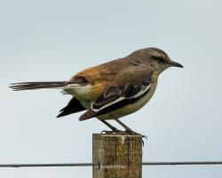 Foto Calandria Real
