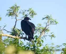 Foto Jote Cabeza Negra