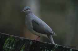 Photo Yerutí Común