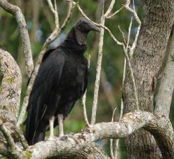 Foto Jote Cabeza Negra