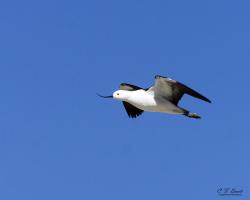 Foto Avoceta Andina