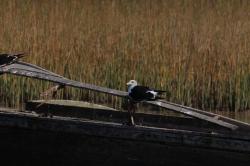 Photo Gaviota Cangrejera