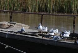 Photo Gaviota Capucho Gris