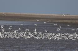 Foto Gaviotín Golondrina